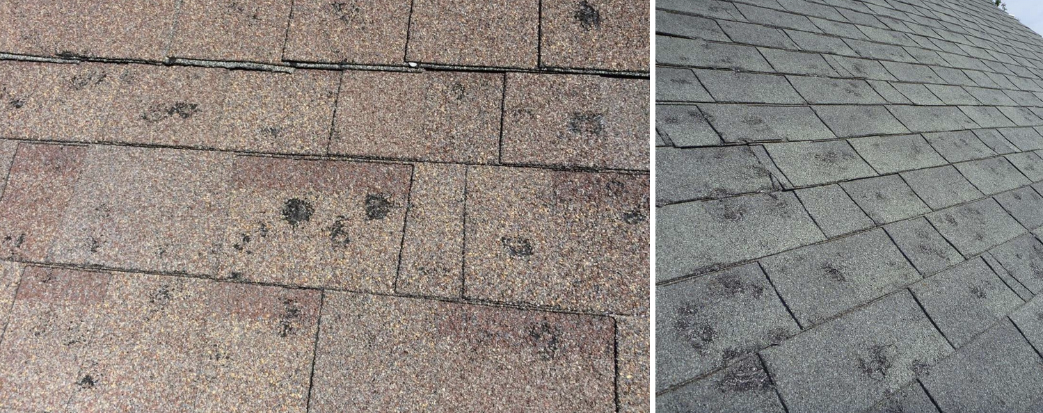 Examples of shingles with visible hail bruises